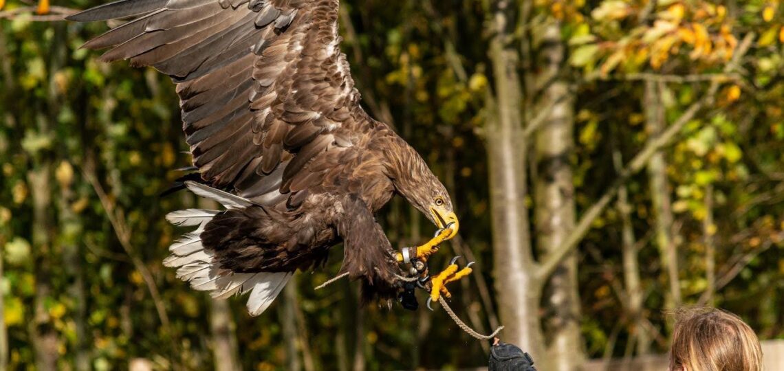 Falconry