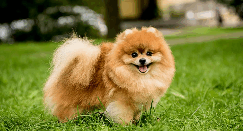 Pet