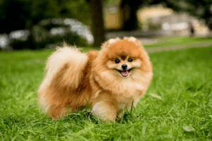Pet